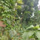 For Sale Land Rangpur