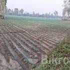 For Sale Land Rangpur