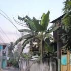 For Sale House Khulna