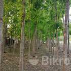 For Sale Land Khulna Division