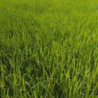 For Sale Land Rajshahi