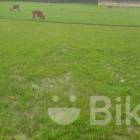 For Sale Land Sylhet